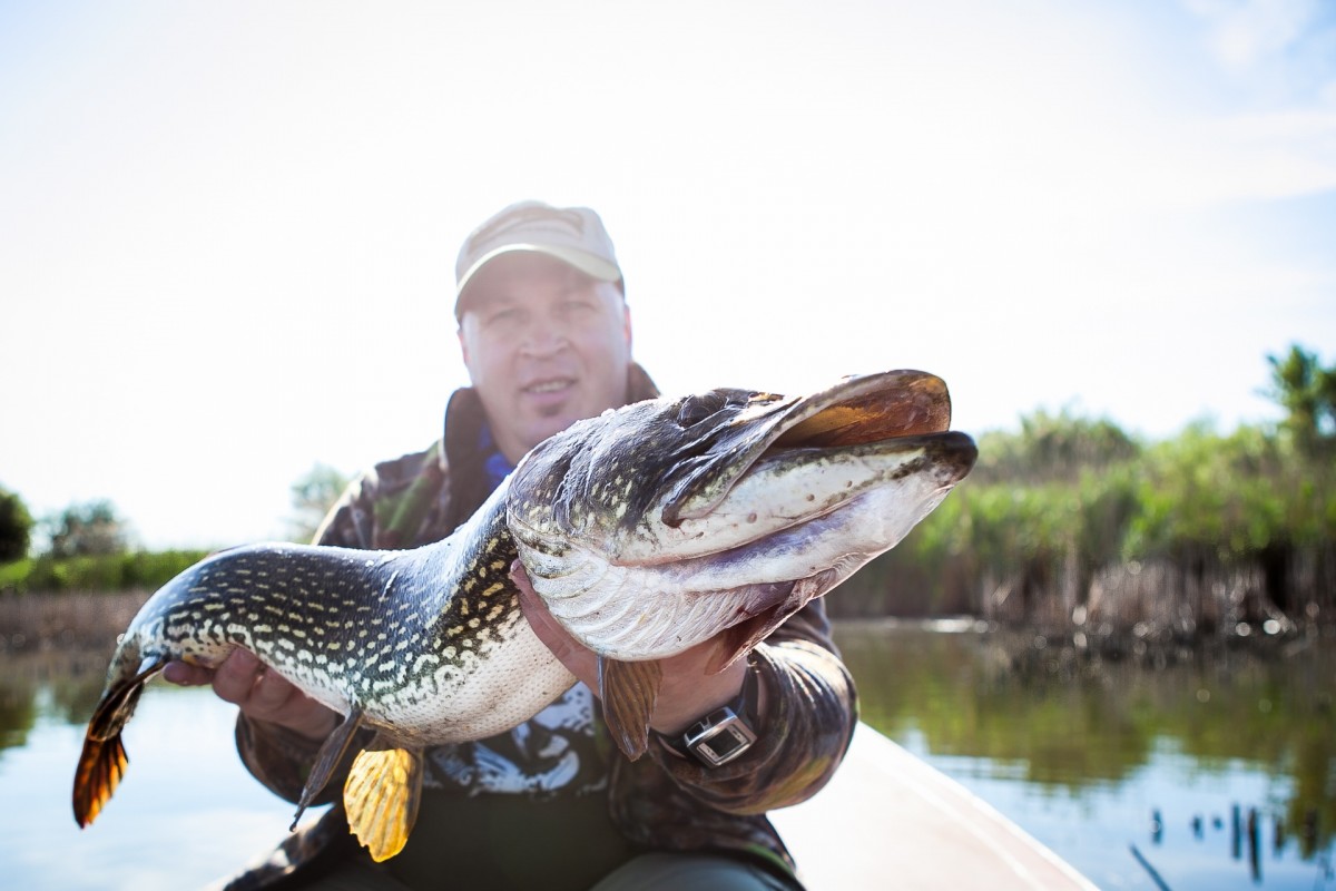 Taille légale de capture du brochet et des poissons d'eau douce