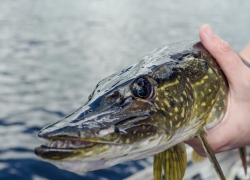 La pêche au brochet : que dit la nouvelle réglementation ?